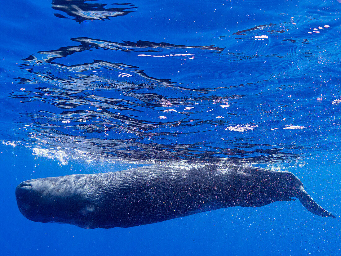 A young sperm whale (Physeter macrocephalus) swimming underwater off the coast of Roseau, Dominica, Windward Islands, West Indies, Caribbean, Central America