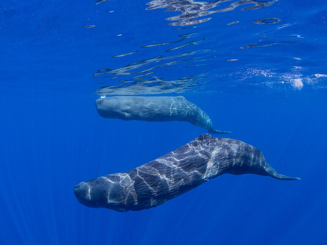 Eine Pottwalmutter mit ihrem Kalb (Physeter macrocephalus) schwimmt unter Wasser vor der Küste von Roseau, Dominica, Inseln über dem Winde, Westindische Inseln, Karibik, Mittelamerika