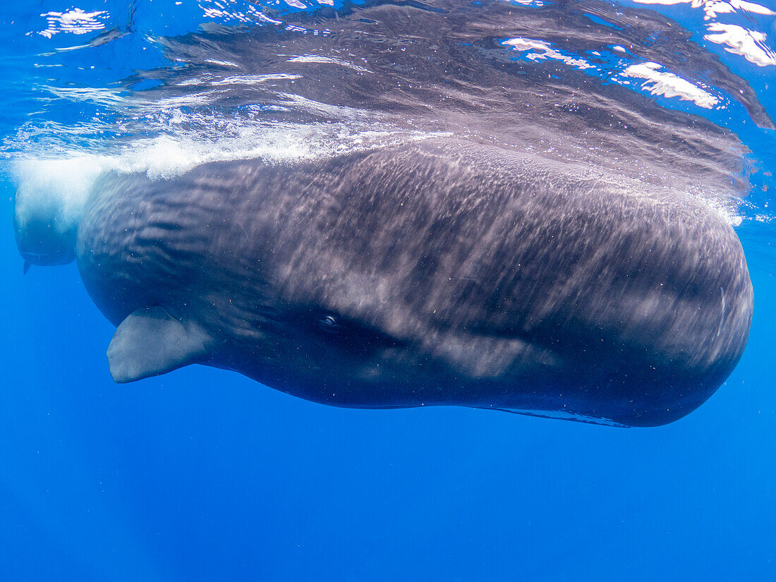 Eine Pottwalmutter mit ihrem Kalb (Physeter macrocephalus) schwimmt unter Wasser vor der Küste von Roseau, Dominica, Inseln über dem Winde, Westindische Inseln, Karibik, Mittelamerika