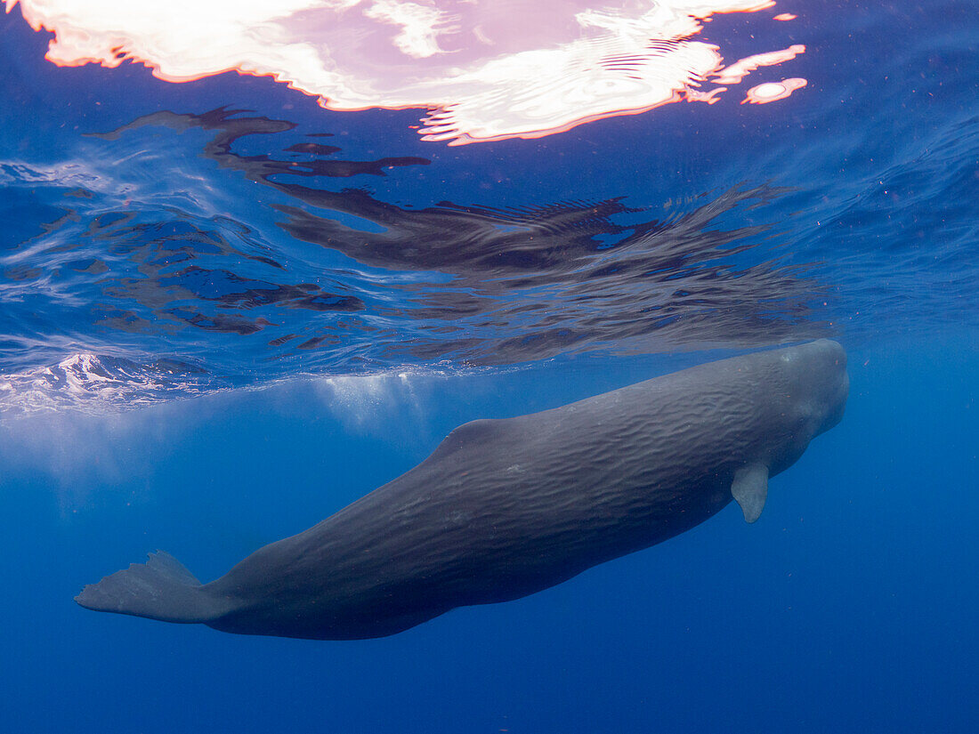 A young sperm whale (Physeter macrocephalus) swimming underwater, just off the coast of Roseau, Dominica, Windward Islands, West Indies, Caribbean, Central America