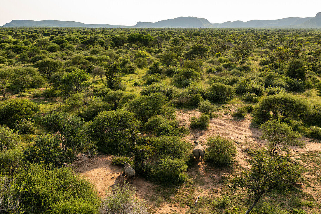 Nashorn-Beschlagnahmungsaktion im Marataba Conservation Camp, Marakele National Park, Südafrika, Afrika