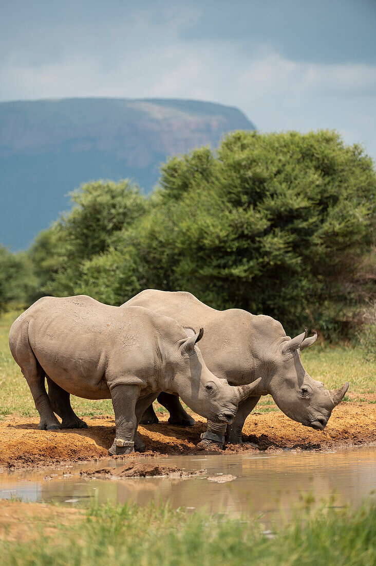 White Rhinos at Watering Hole, Marataba, Marakele National Park, South Africa, Africa