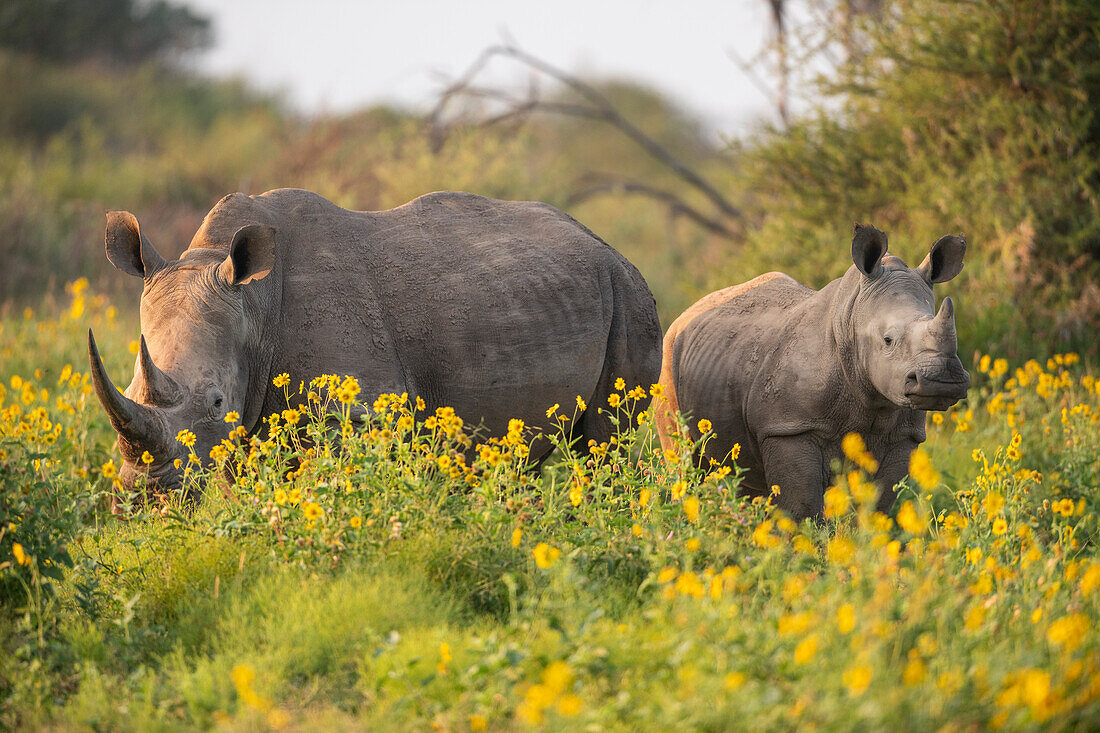 Young White Rhino with mother, Marataba, Marakele National Park, South Africa, Africa