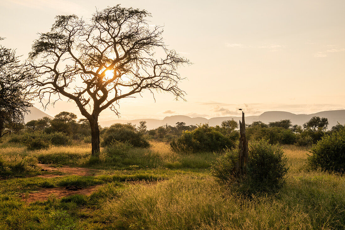 Landschaft in der Morgendämmerung, Marataba, Marakele National Park, Südafrika, Afrika