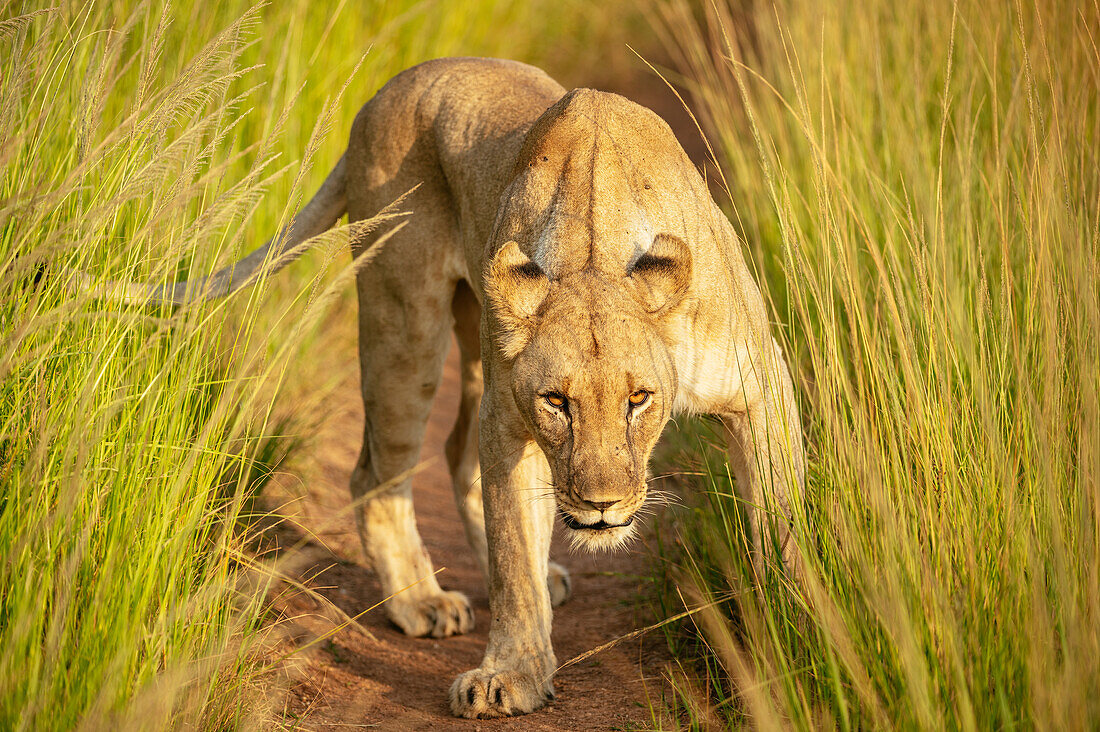 Lioness, Marataba, Marakele National Park, South Africa, Africa
