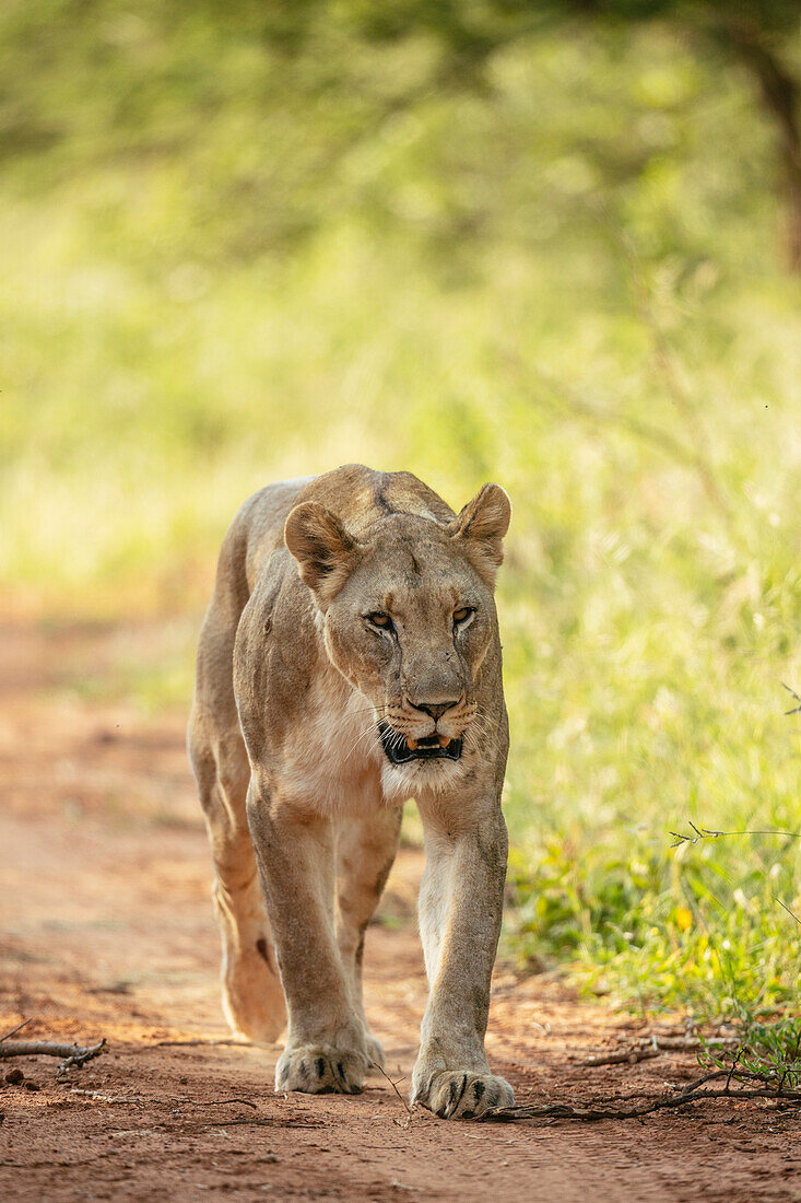 Löwin, Marataba, Marakele-Nationalpark, Südafrika, Afrika