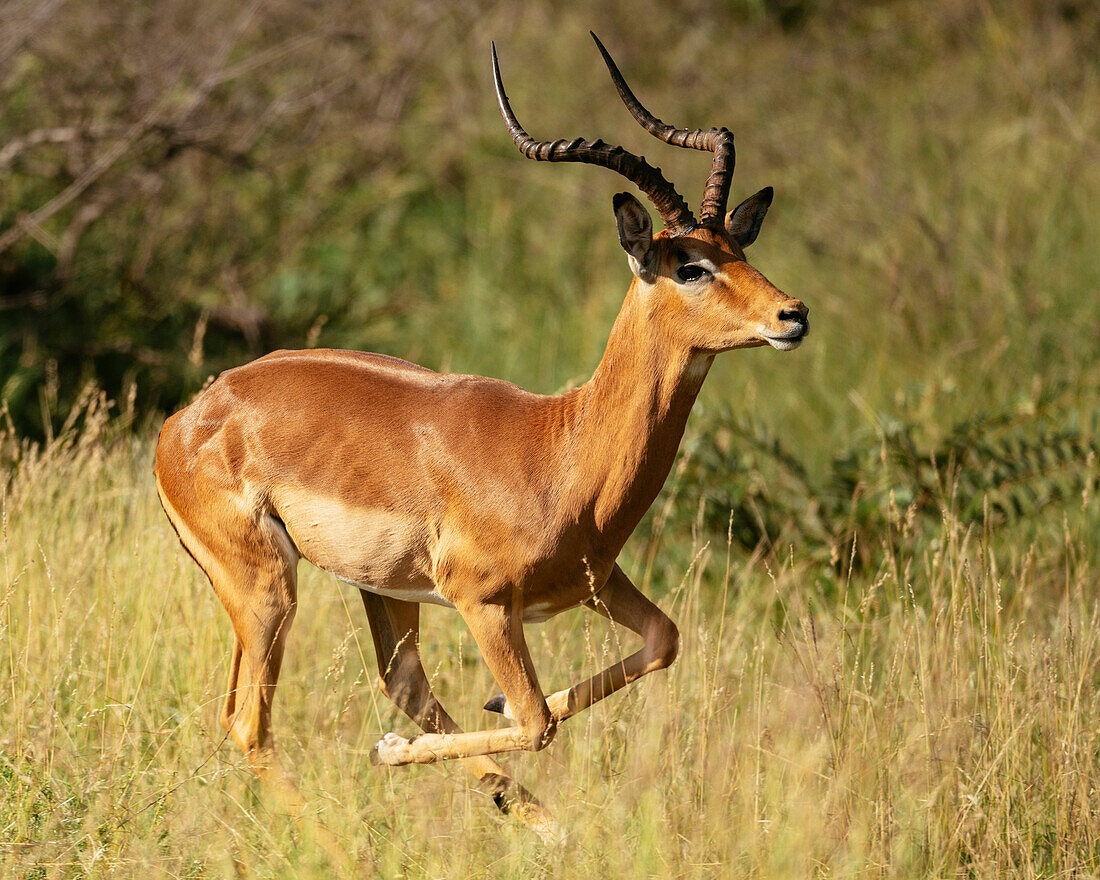 Impala, Timbavati Private Nature Reserve, Kruger National Park, South Africa, Africa