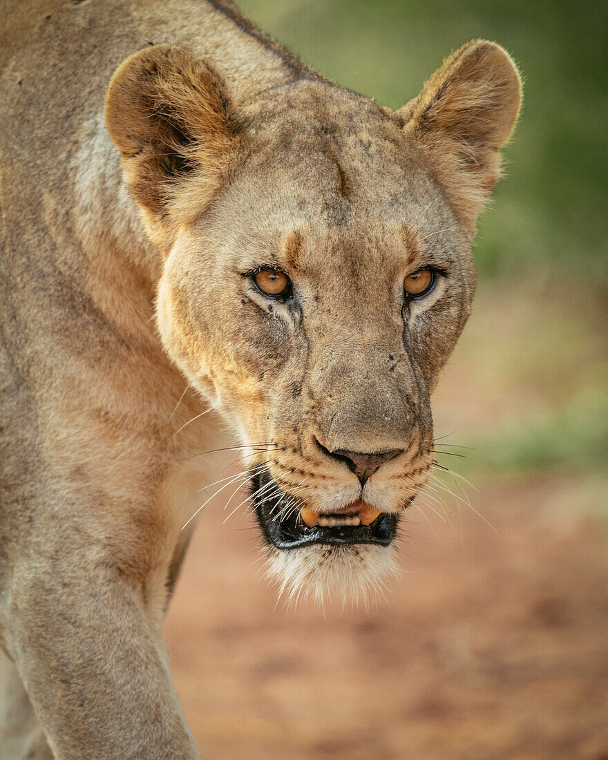 Löwin, Marataba, Marakele-Nationalpark, Südafrika, Afrika