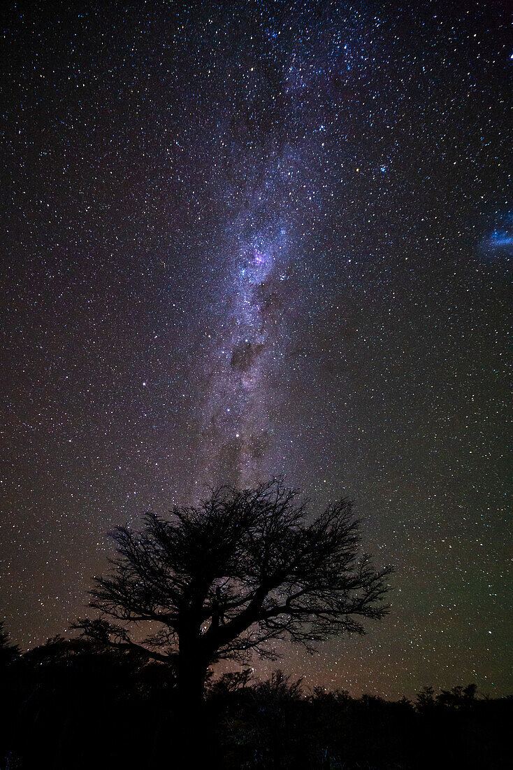 Milchstraße über einem Baum, Los Glaciares Nationalpark, UNESCO Weltkulturerbe, Patagonien, Argentinien, Südamerika