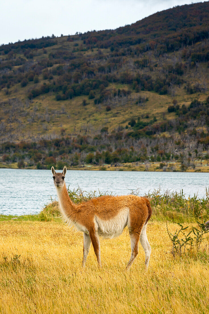 Guanaco (Lama guanicoe) on shore of Lago Azul, Torres del Paine National Park, Patagonia, Chile, South America