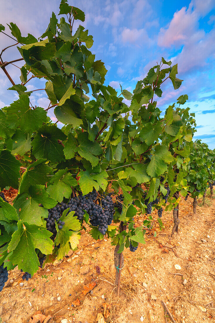 Grape harvest in Franciacorta in summer season, Brescia province in Lombardy district, Italy, Europe