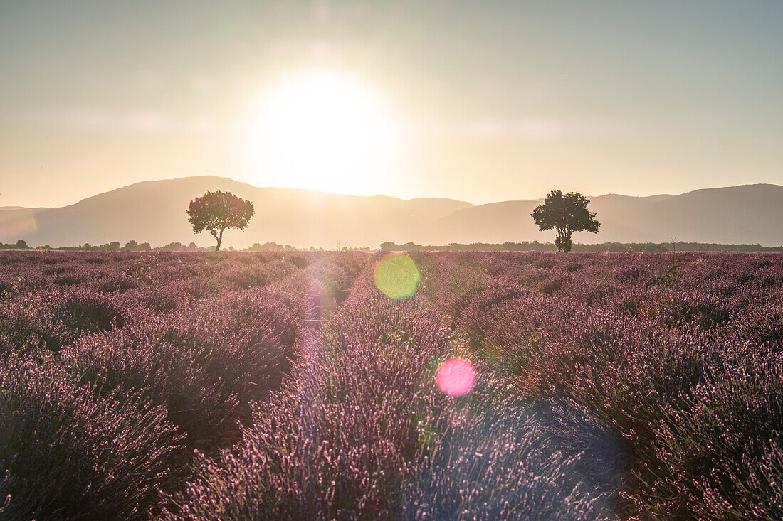 Zwei Bäume am Ende eines Lavendelfeldes bei Sonnenaufgang, Plateau de Valensole, Provence, Frankreich, Europa