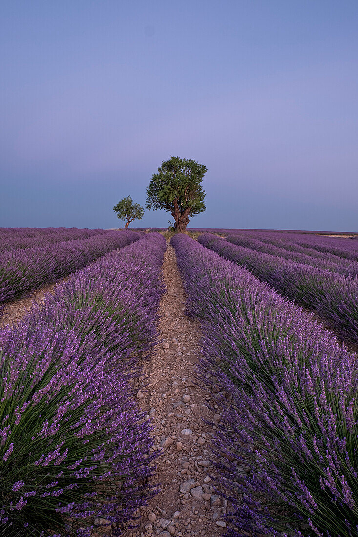 Zwei Bäume am Ende eines Lavendelfeldes in der Abenddämmerung, Plateau de Valensole, Provence, Frankreich, Europa