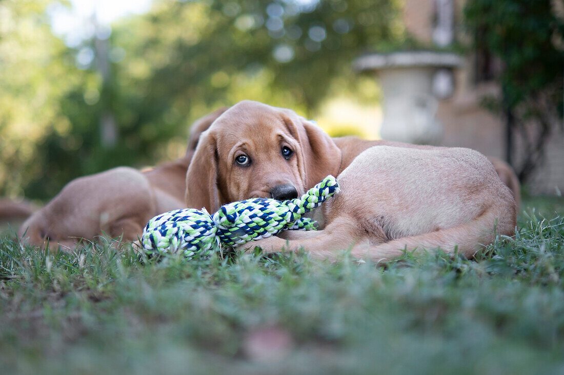 Welpe einer Broholmer Hunderasse liegt auf dem Boden und spielt mit einem Spielzeug, Italien, Europa