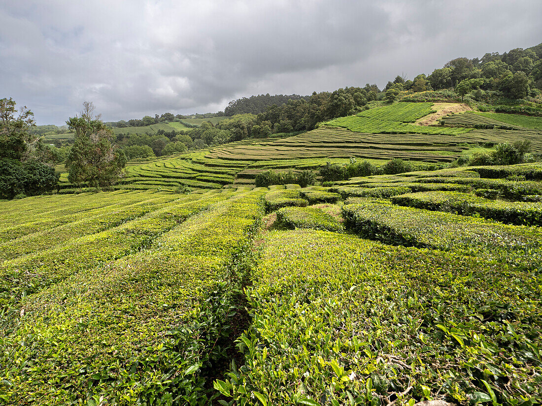 Verschlungene Teestrauchreihen in der Teeplantage Cha Gorreana, Azoren, Portugal, Atlantik