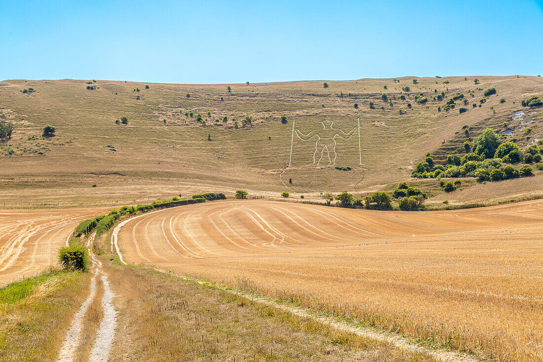 The Long Man of Wilmington, an Iron Age hill figure, looks down on the parched brown fields of drought hit East Sussex, Wilmington, East Sussex, England, United Kingdom, Europe