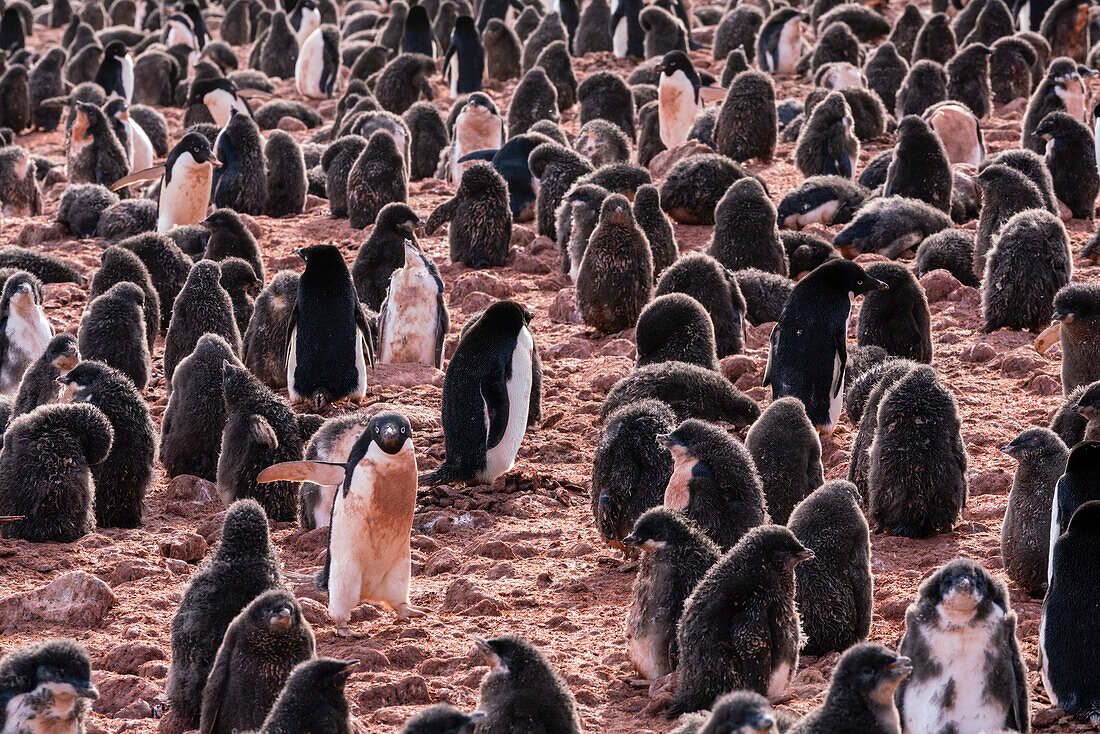 Adeliepinguin-Küken (Pygoscelis adeliae), Paulet-Insel, Weddell-Meer, Antarktis, Polarregionen