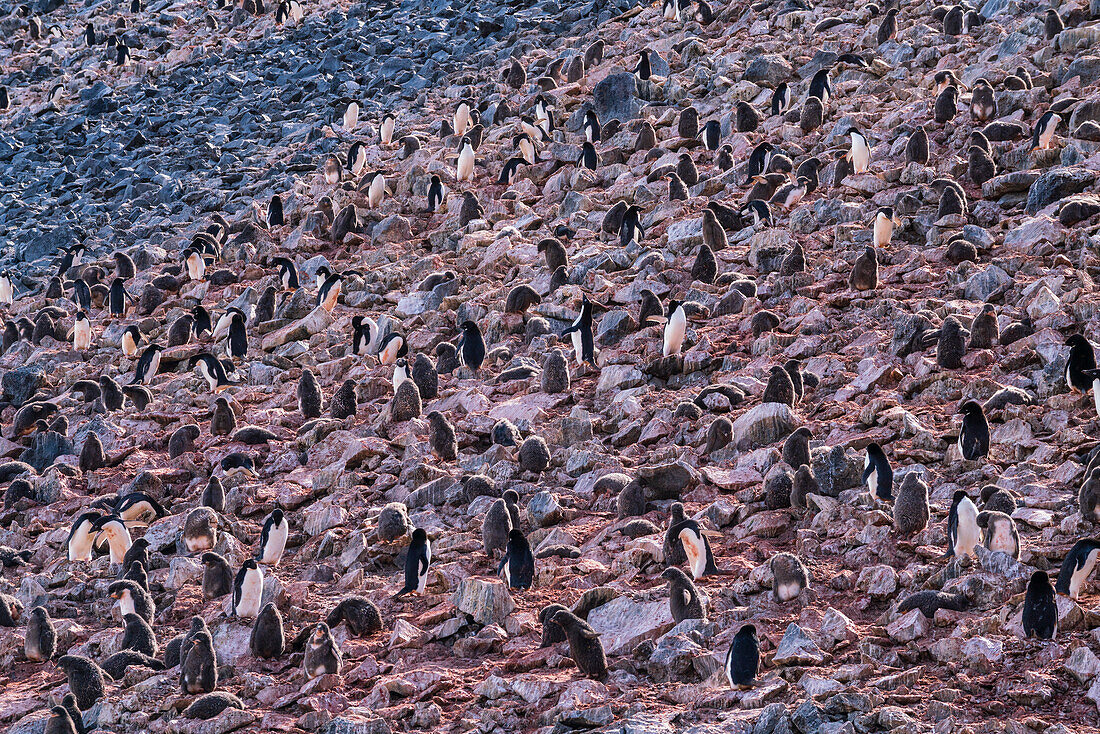 Adelie penguins (Pygoscelis adeliae) colony, Paulet Island, Weddell Sea, Antarctica, Polar Regions
