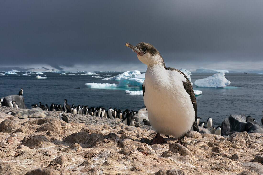Immature Antarctic Shag (Leucocarbo bransfieldensis), Paulet Island, Weddell Sea, Antarctica, Polar Regions