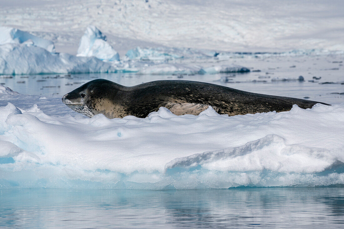 Leopardenrobbe (Hydrurga leptonyx) auf dem Eis ruhend, Larsen Inlet, Weddellmeer, Antarktis, Polargebiete