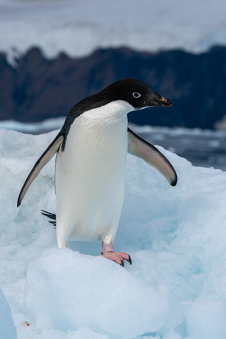 Adelie penguin (Pygoscelis adeliae) on iceberg, Croft Bay, James Ross Island, Weddell Sea, Antarctica, Polar Regions