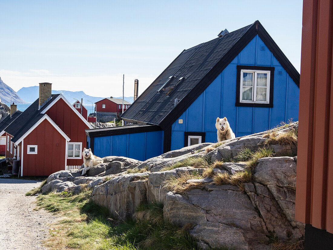 Ausgewachsener Grönlandhund (Canis familiaris), der als Schlittenhund an Ketten gehalten wird, in Uummannaq, Grönland, Dänemark, Polarregionen