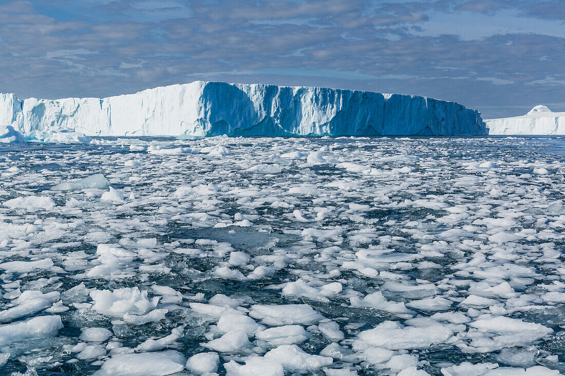 Riesige Eisberge aus dem Ilulissat-Eisfjord, gestrandet auf einer ehemaligen Endmoräne in Ilulissat, Grönland, Dänemark, Polargebiete