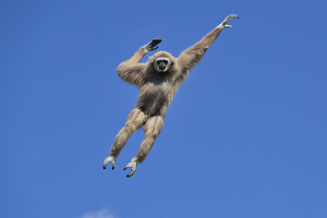 Jumping lar gibbon (white-handed gibbon) (Hylobates lar), Malaysia, Southeast Asia, Asia