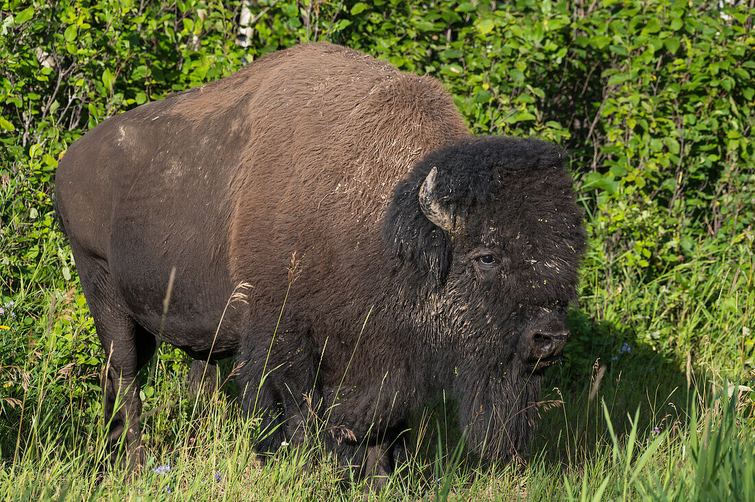 Wild male bull bison (buffalo) in summer, Elk Island National Park, Alberta, Canada, North America
