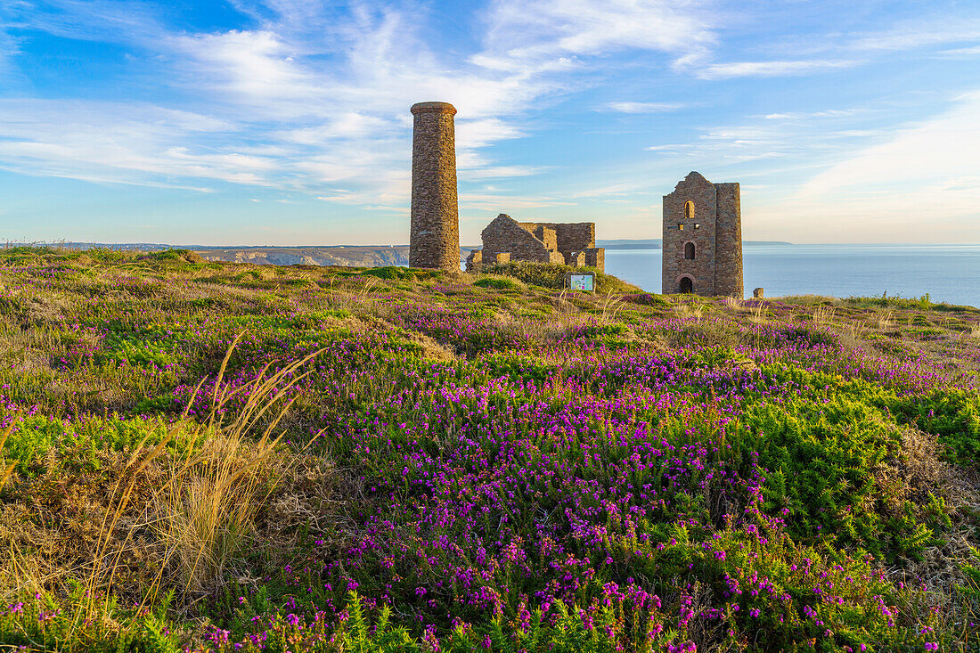 Heather und Wheal Coates, UNESCO-Welterbe, Cornwall, England, Vereinigtes Königreich, Europa