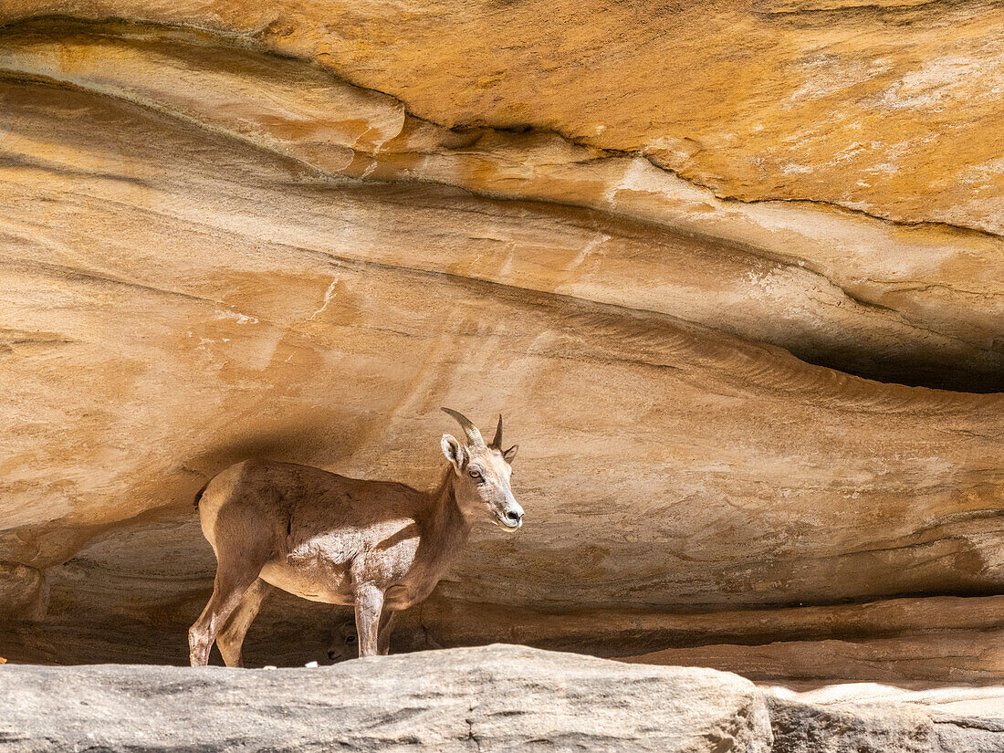 Ein ausgewachsenes Dickhornschaf (Ovis canadensis nelsoni), in einer schattigen Höhle im Grand Canyon National Park, Arizona, Vereinigte Staaten von Amerika, Nordamerika