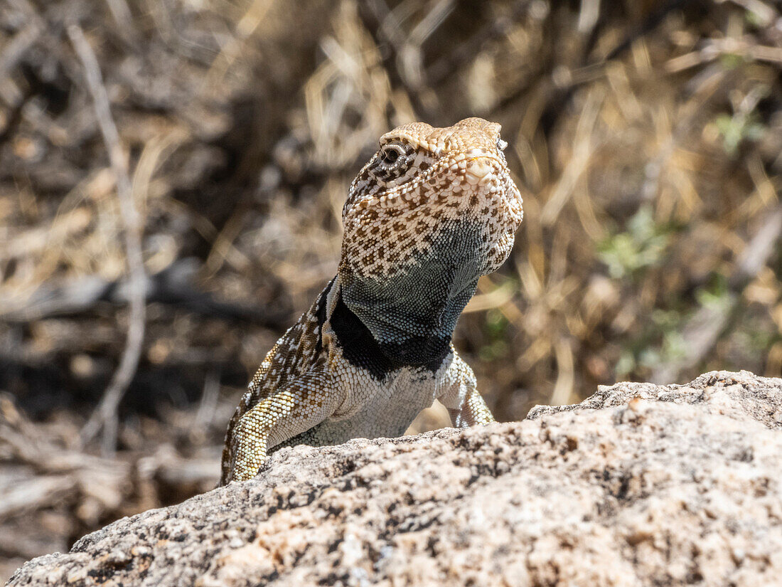 An adult desert collared lizard (Crotaphytus bicinctores), basking in Grand Canyon National Park, Arizona, United States of America, North America
