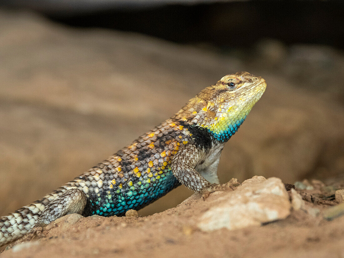 An adult male desert spiny lizard (Sceloporus magister), under a ledge in Grand Canyon National Park, Arizona, United States of America, North America