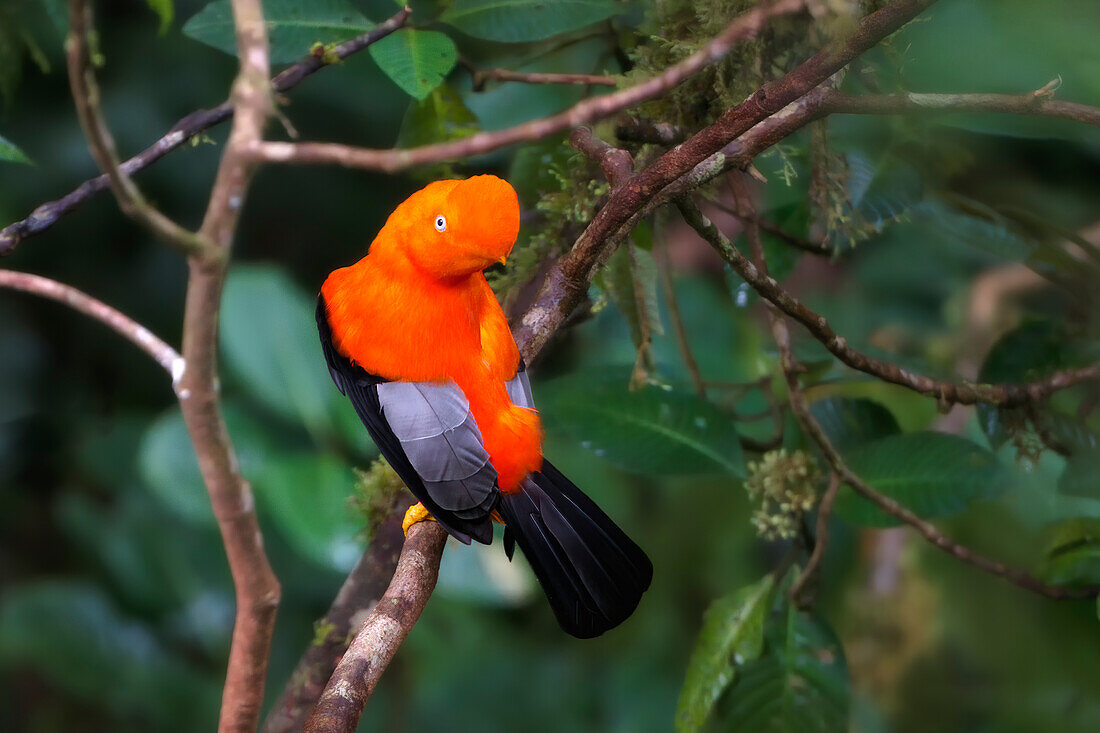 Male Andean cock-of-the-rock (Rupicola peruviana), Manu National Park cloud forest, Peruvian national bird, Peru, South America