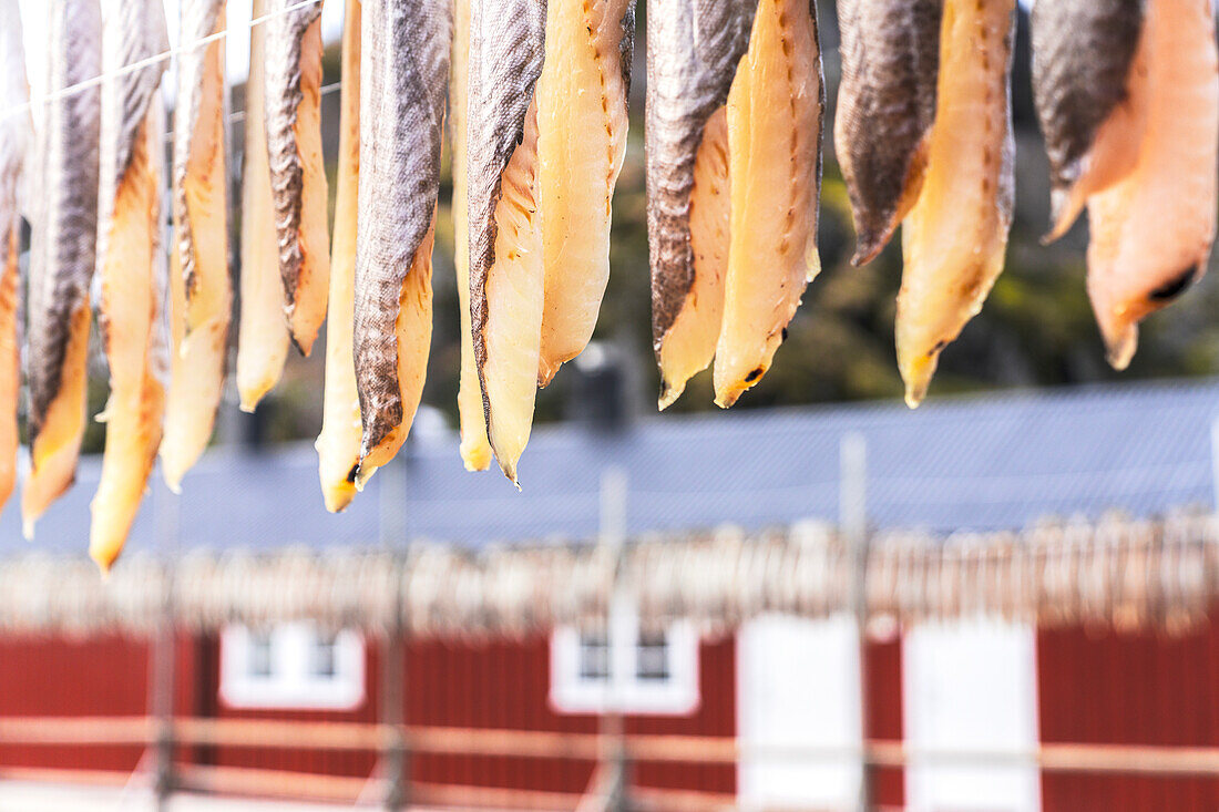 Stockfisch zum Trocknen aufgehängt, Nusfjord, Lofoten-Inseln, Norwegen, Skandinavien, Europa