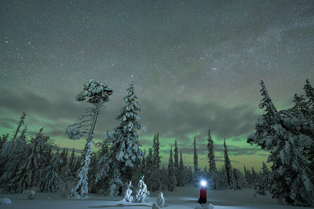 Wanderer mit Stirnlampe bewundert das Nordlicht (Aurora Borealis) im verschneiten Wald stehend, Kangos, Norrbotten County, Lappland, Schweden, Skandinavien, Europa
