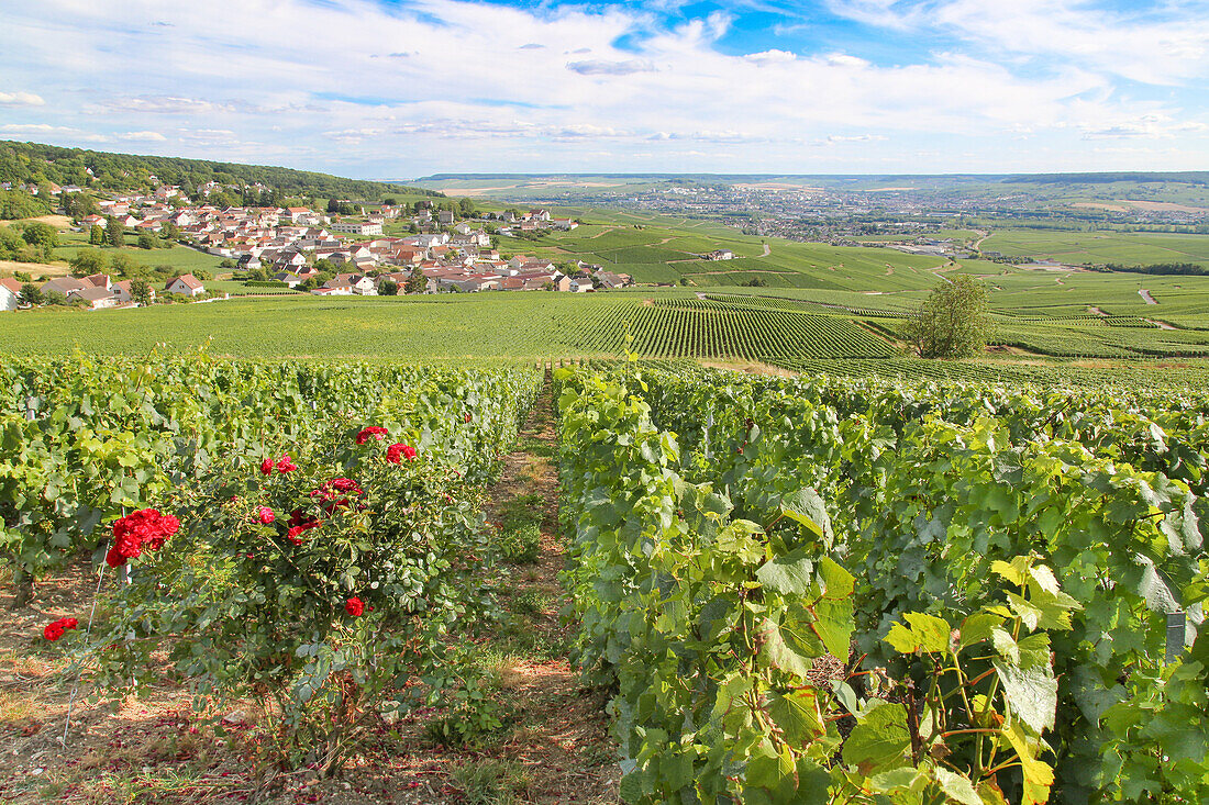 Weinberg mit Trauben für die Champagne, in der Nähe von Epernay, Marne, Frankreich, Europa