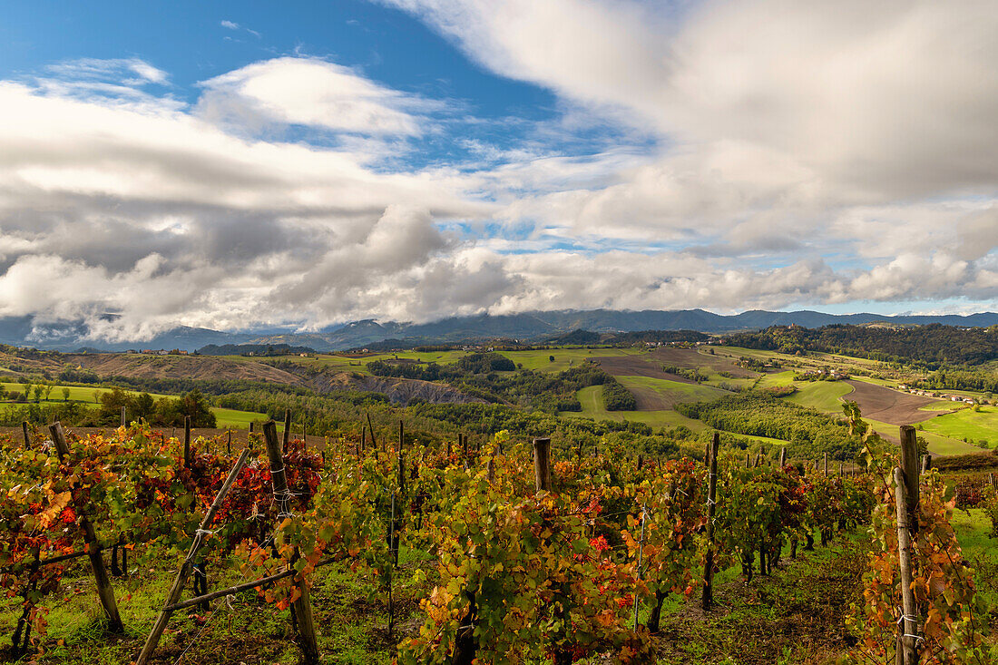 Ausgedehnte Weinberge in der Herbstzeit, Oltre Po Pavese, Lombardei, Italien, Europa