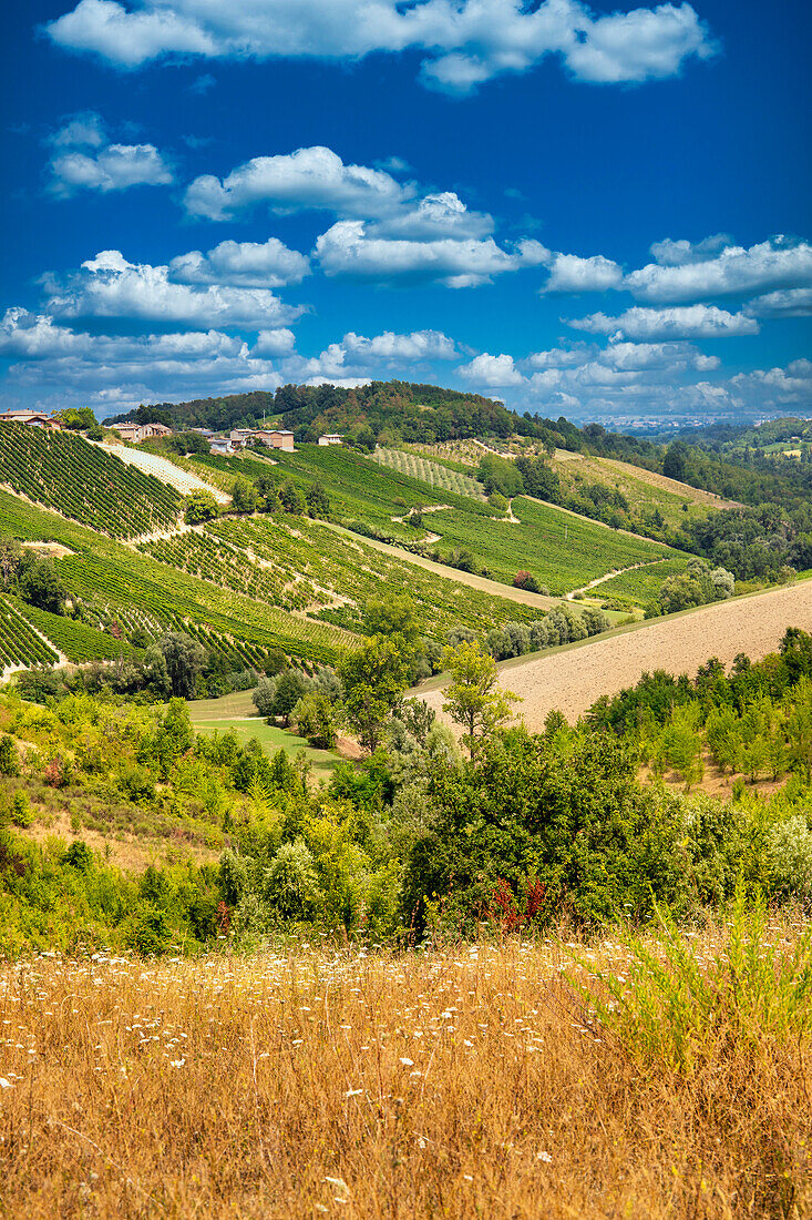 Hills and vineyards in the summer season, Bobbio, Piacenza district, Emilia Romagna, Italy, Europe