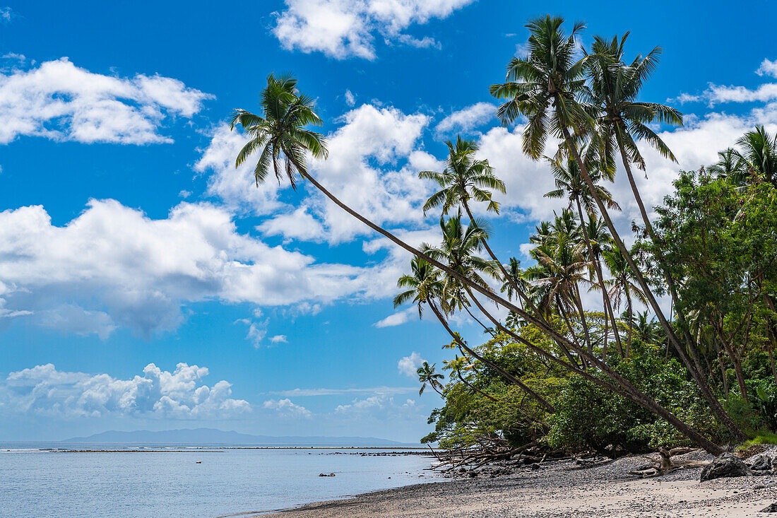 Palm fringed Coral beach, Taveuni, Fiji, South Pacific, Pacific