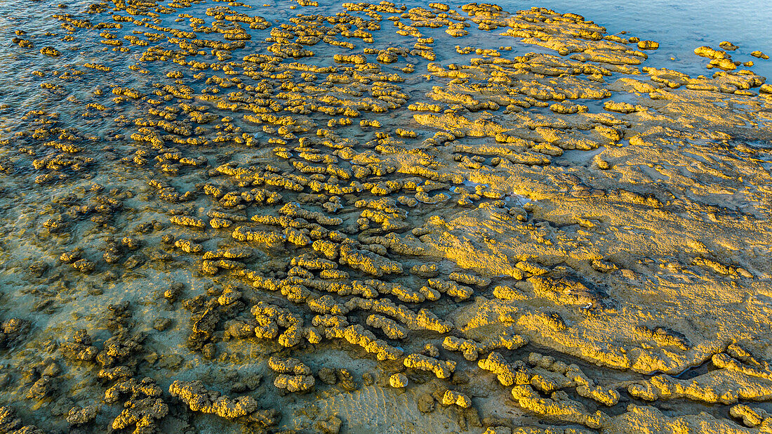 Aerial of the Hamelin Pool stromatolites, Shark Bay, UNESCO World Heritage Site, Western Australia, Australia, Pacific