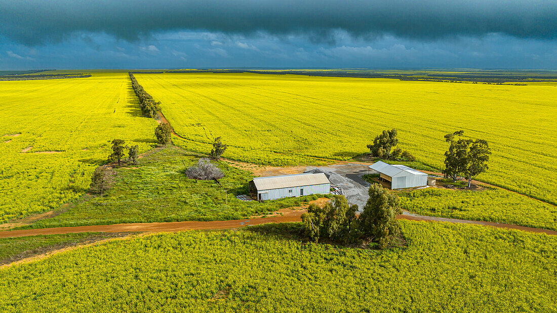 Bauernhof in einem Rapsfeld in der Frühlingsblüte, Westaustralien, Australien, Pazifik