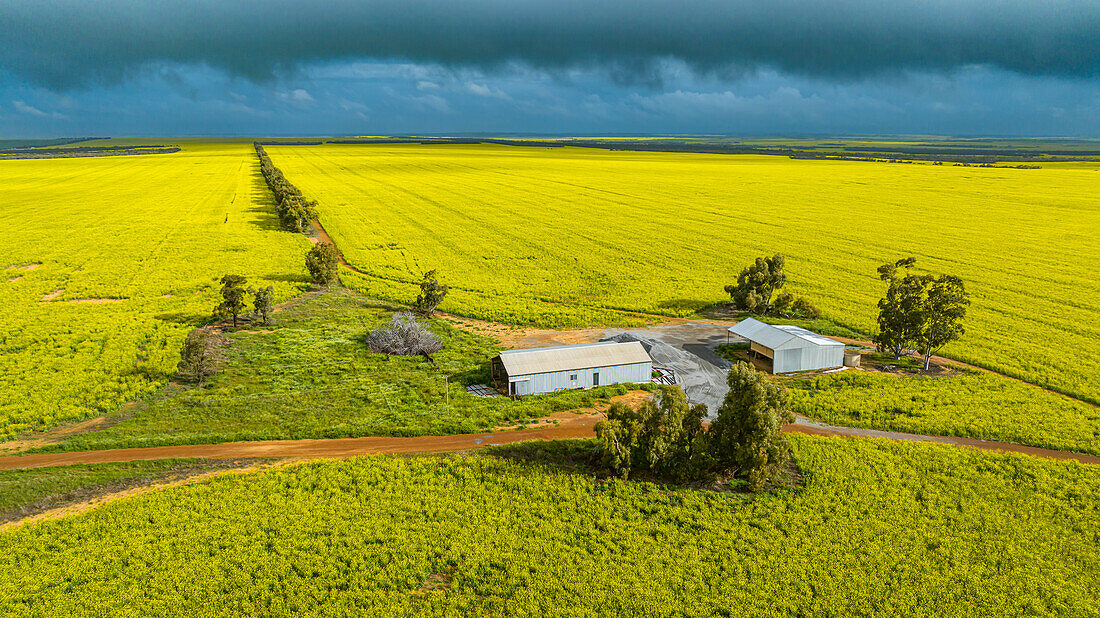 Farm in a rape field in spring blossom, Western Australia, Australia, Pacific