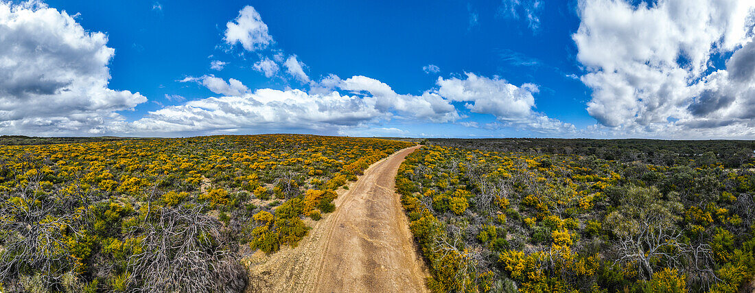 Straße inmitten von Frühlingsblumen, Westaustralien, Australien, Pazifik