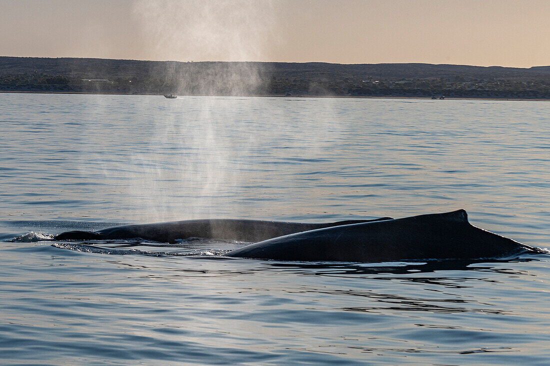 Humpback whales (Megaptera novaeangliae), Ningaloo Reef, UNESCO World Heritage Site, Exmouth, Western Australia, Australia, Pacific