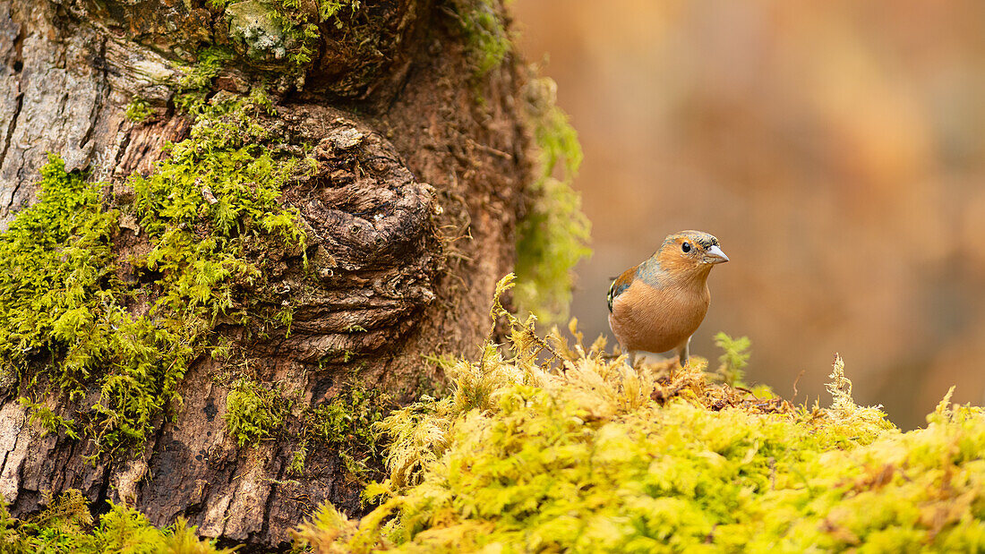 Chaffinch (Fringilla coelebs) in woodland, United Kingdom, Europe