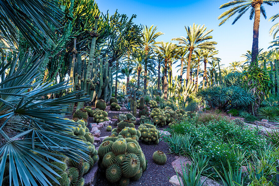Cactus garden, Palm trees, Palmeral (Palm Grove) of Elche, UNESCO World Heritage Site, Alicante, Valencia, Spain, Europe