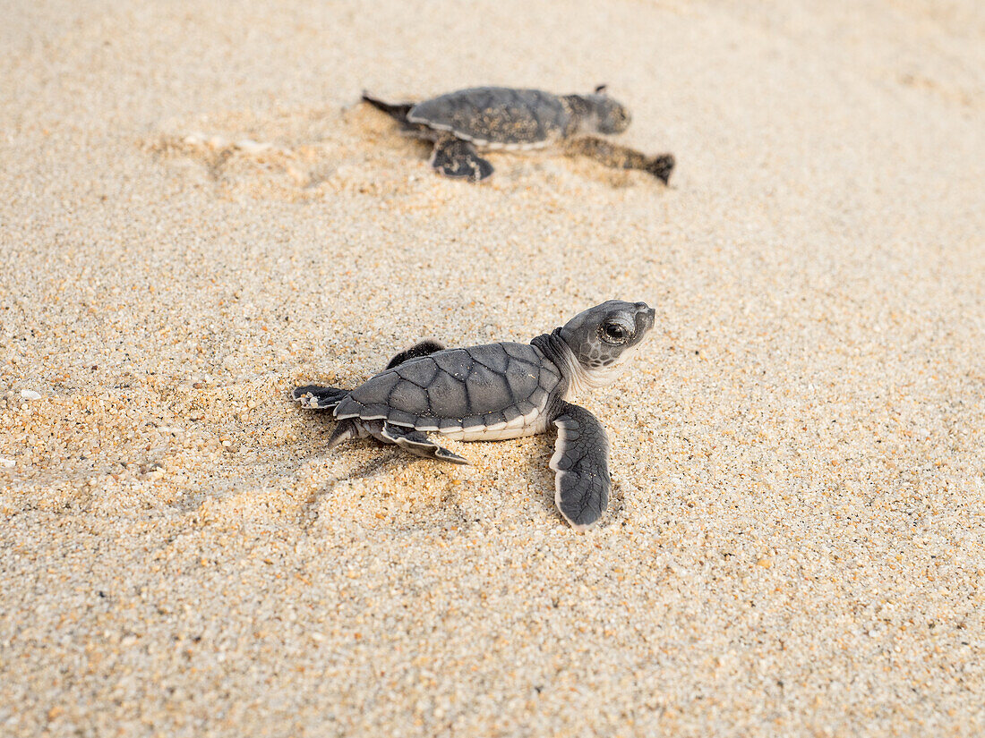 Releasing newly hatched green sea turtles at Playa Bacocho as a part of a local rescue project, Oaxaca, Mexico, North America