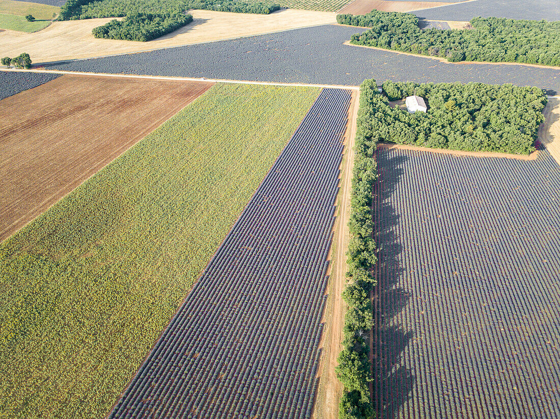 Aerial view of a sunflower field and lavender fields, Puimoisson, Provence, France, Europe