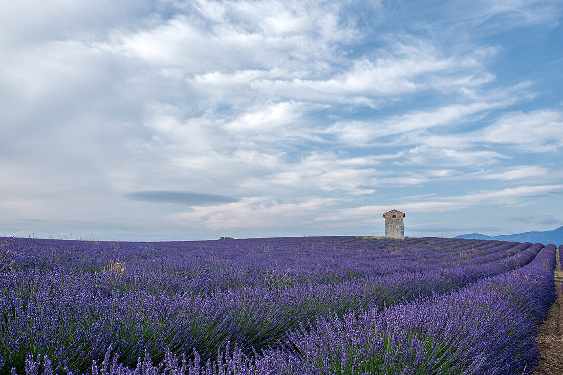 Kleiner Turm in einem Lavendelfeld unter blauem, bewölktem Himmel, Plateau de Valensole, Provence, Frankreich, Europa
